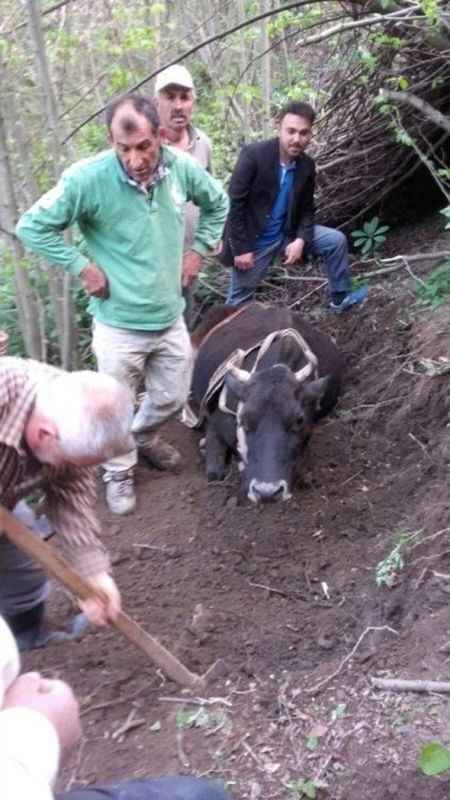 Uçurumdan Yuvarlanan İnek, İtfaiye Tarafından Kurtarıldı