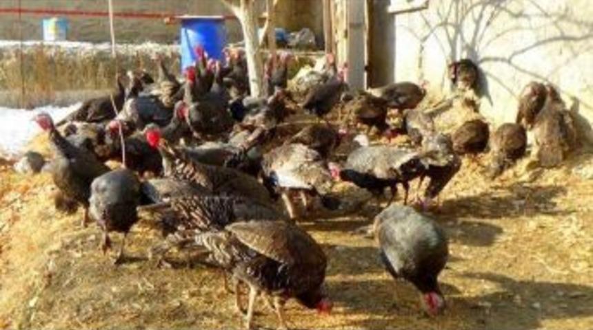 Hakkari&rsquo;de Yılbaşı Hindileri Satışa &Ccedil;ıktı