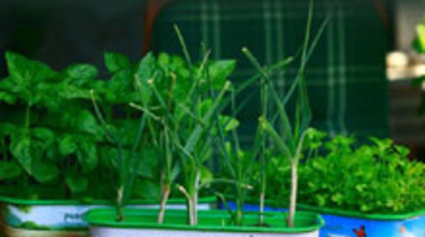 Pencere &Ouml;n&uuml; Bostanlar