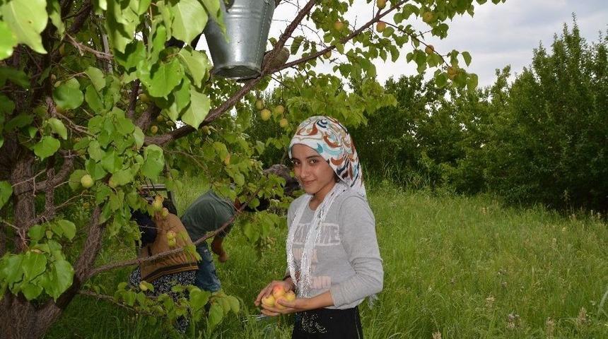 Iğdır’da Dolu Yağışı Kayısıyı Vurdu