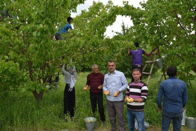 Iğdır’da Dolu Yağışı Kayısıyı Vurdu