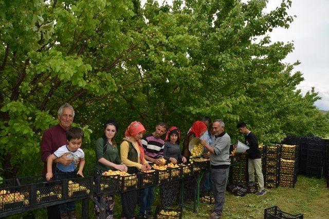 Iğdır’da Dolu Yağışı Kayısıyı Vurdu