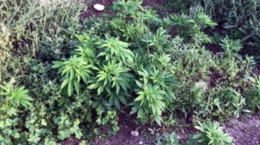 Midyat’ta 110 Kök Kenevir Ele Geçirildi