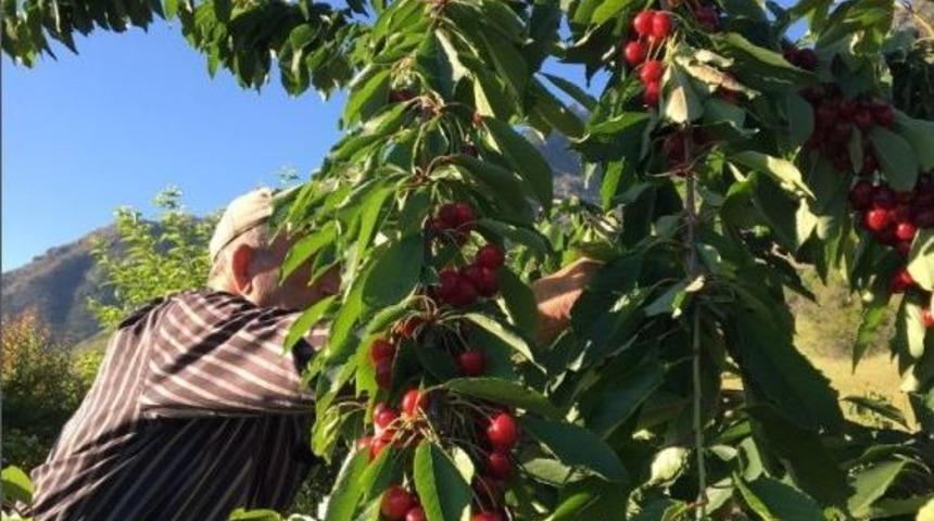 Siirt’te Kiraz Hasadına Başlandı