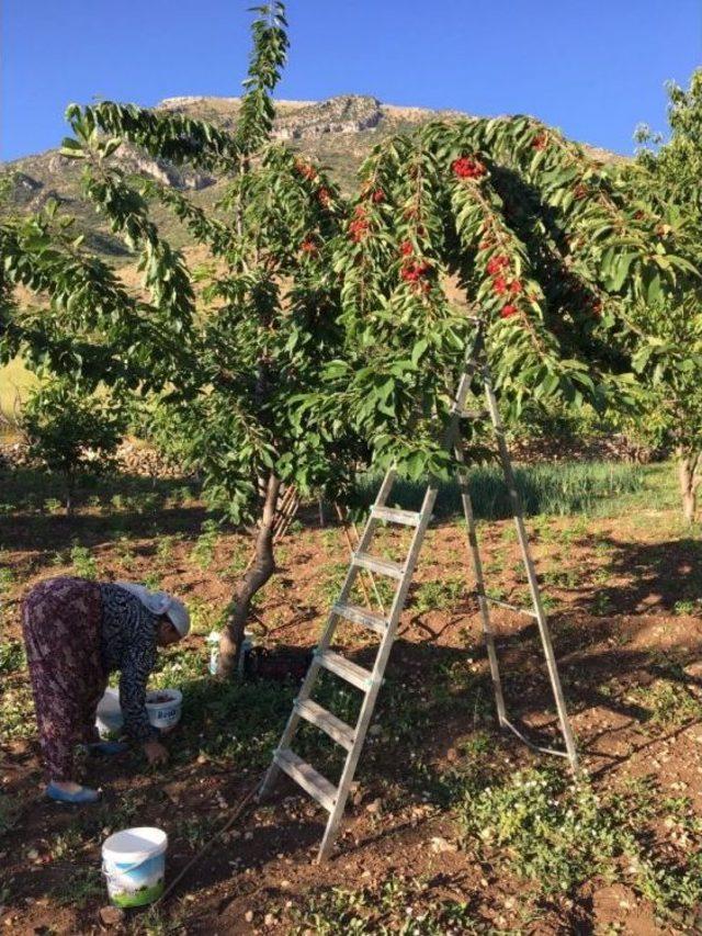 Siirt’te Kiraz Hasadına Başlandı