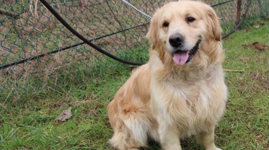 Kanseri Koklayarak Bulacaklar