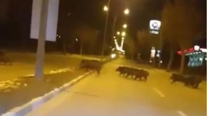 A&ccedil; Kalan Yaban Domuzları Şehre İndi