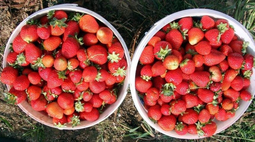 Dağ Y&ouml;resinde Alternatif &Uuml;r&uuml;nler &Ccedil;ift&ccedil;inin Y&uuml;z&uuml;n&uuml; G&uuml;ld&uuml;r&uuml;yor