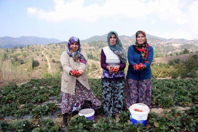 Dağ Yöresinde Alternatif Ürünler Çiftçinin Yüzünü Güldürüyor