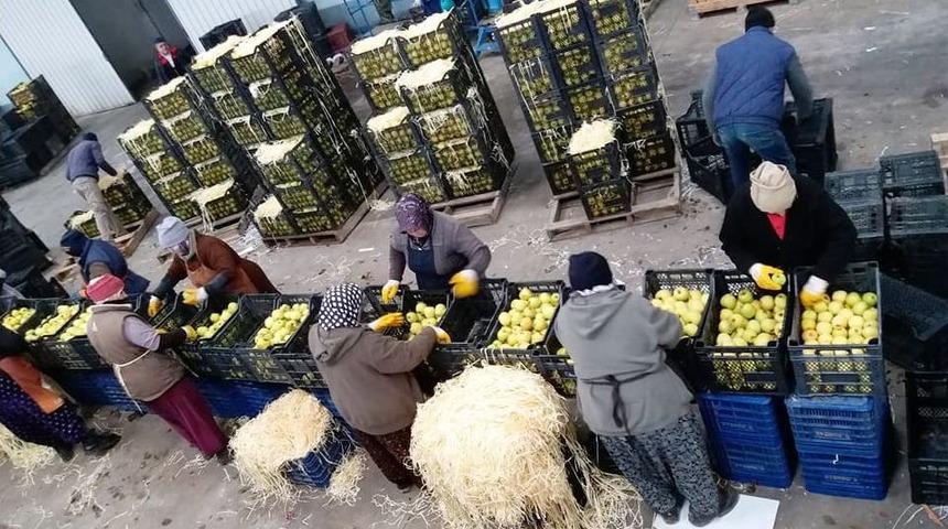 Elma Rekoltesi Az Olunca, Fiyatlar Y&uuml;z G&uuml;ld&uuml;r&uuml;yor