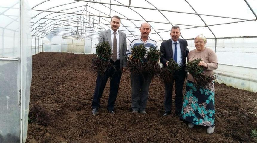 B&uuml;y&uuml;kşehirden Kesme &Ccedil;i&ccedil;ek &Uuml;retimine Destek