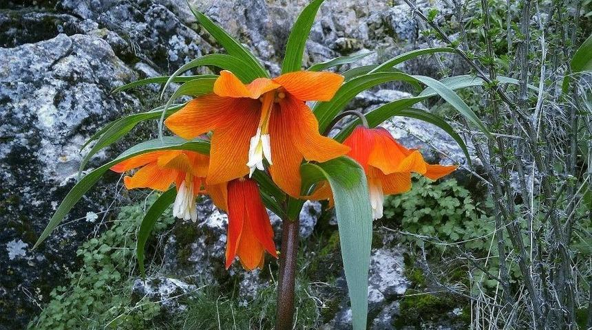 &lsquo;ağlayan Gelin&rsquo; C&uuml;mb&uuml;ş&uuml;