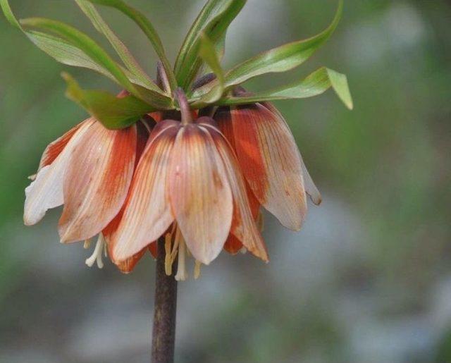 ‘ağlayan Gelin’ Cümbüşü 1