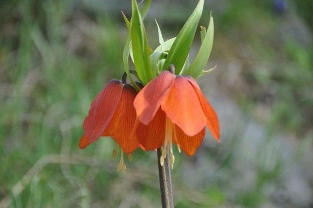 ‘ağlayan Gelin’ Cümbüşü 2