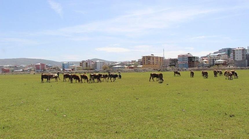Ardahan&rsquo;da &Ccedil;ift&ccedil;iyi Kuraklık Korkusu Sardı