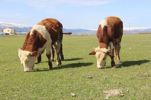 Ardahan’da Çiftçiyi Kuraklık Korkusu Sardı