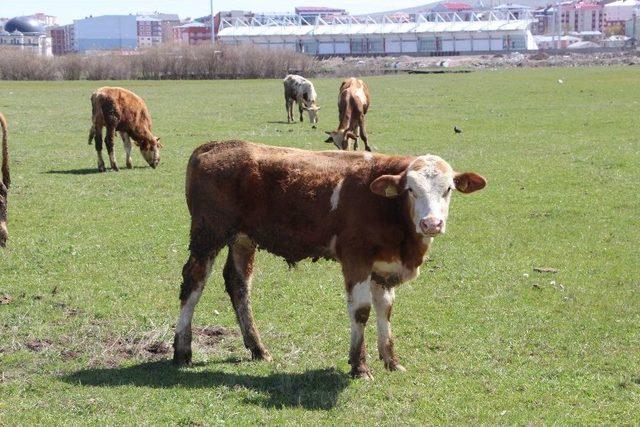 Ardahan’da Çiftçiyi Kuraklık Korkusu Sardı