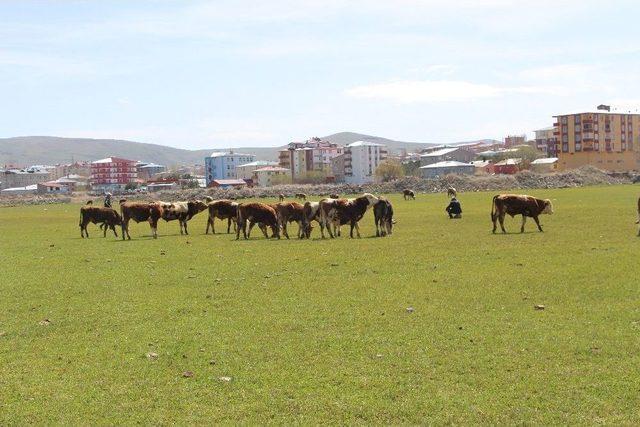 Ardahan’da Çiftçiyi Kuraklık Korkusu Sardı