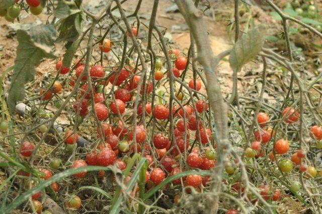 Yetiştirdikleri Tarımsal Ürünler Okullarına Gelir Olarak Dönüyor