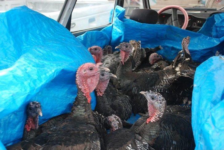 Otomobilde Hindi Satışı G3