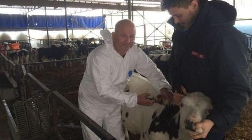 Kırklareli&rsquo;de Şap Hastalığı Aşılama &Ccedil;alışmaları