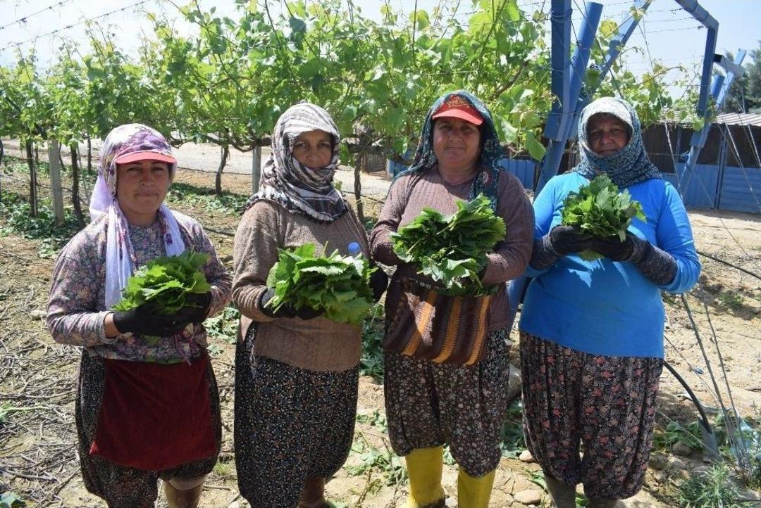 (&ouml;zel Haber) Asma Yaprağı Kadınların Ge&ccedil;im Kapısı Oldu