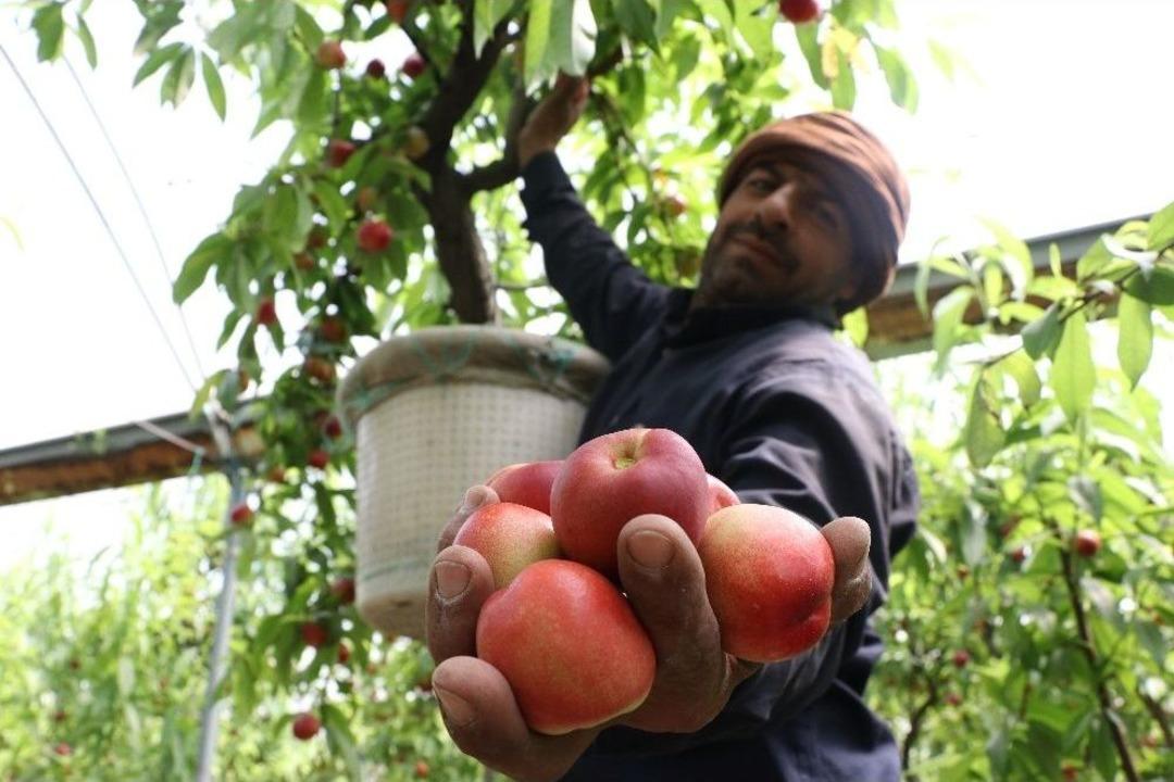 Şeftalide Hasat Başladı, &Ccedil;ift&ccedil;i Fiyatlardan Yakındı