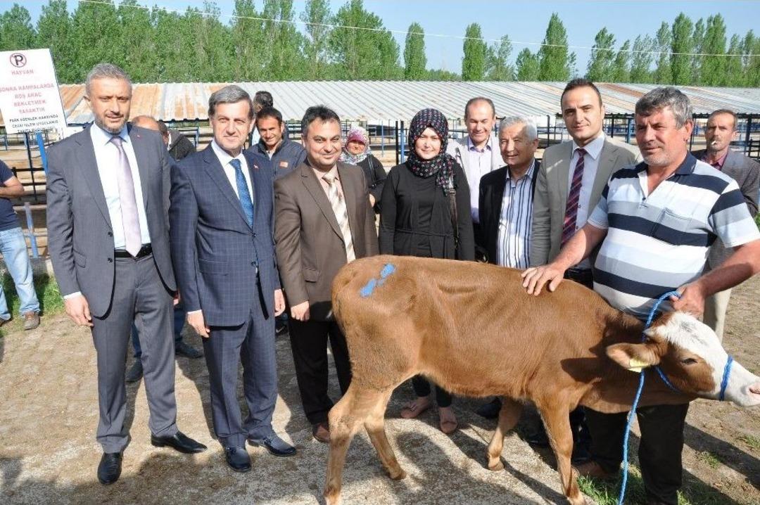 Gen&ccedil; &Ccedil;ift&ccedil;ilere Damızlık D&uuml;ve