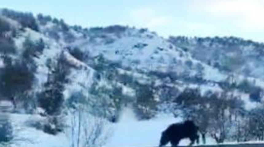 Yola İnen Yaban Domuzu Sürücülere Zor Anlar Yaşattı