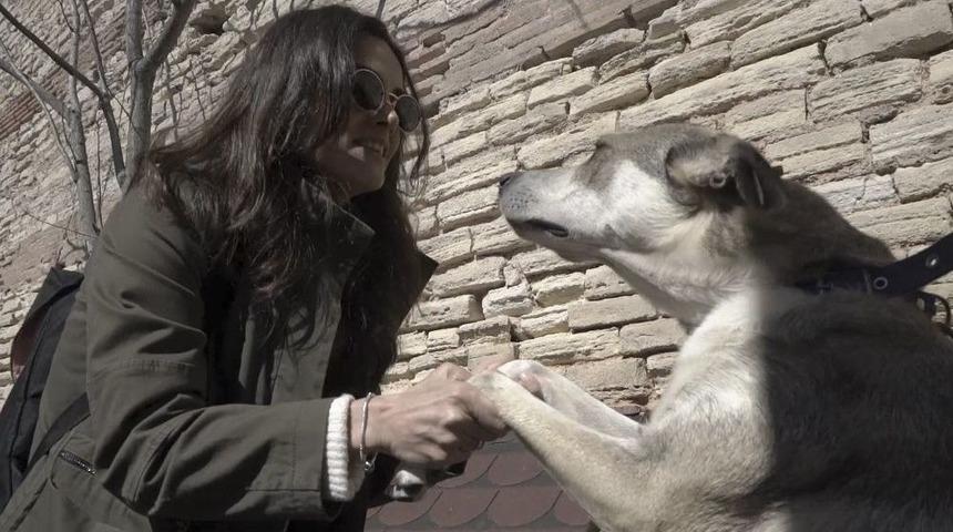 Turkcell Ve Nestlé Purina’dan Sokak Hayvanları İçin İşbirliği