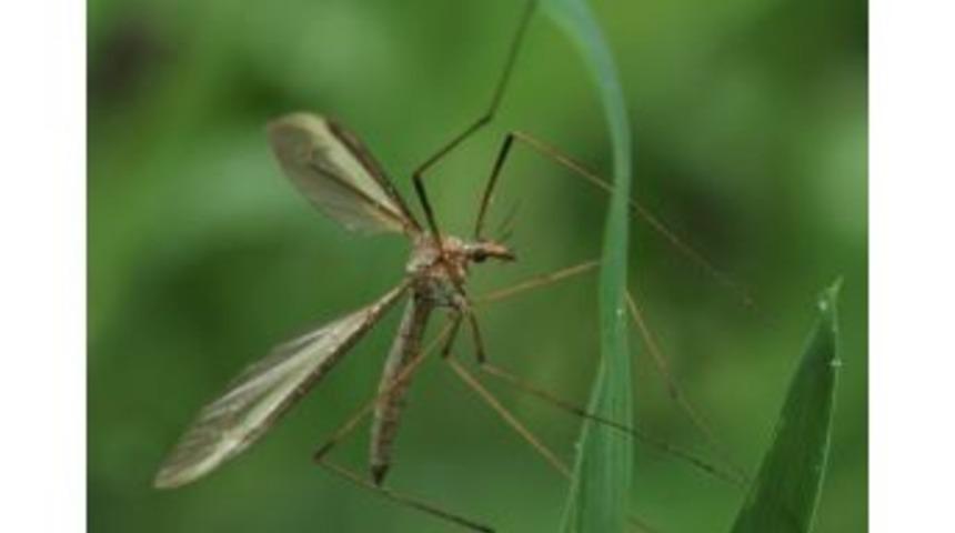 Kocaeli&rsquo;de Korkutan Sinek Zararsız &Ccedil;ıktı