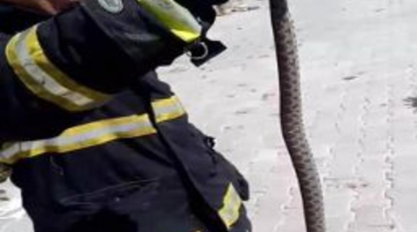 İkinci Katın Balkonundaki Yılanı İtfaiye Ekipleri Yakaladı