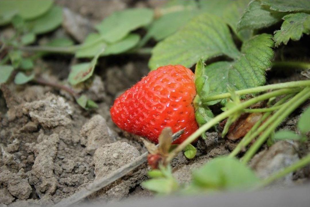 Bursa&rsquo;da &Ccedil;ilek Hasadına Başlandı