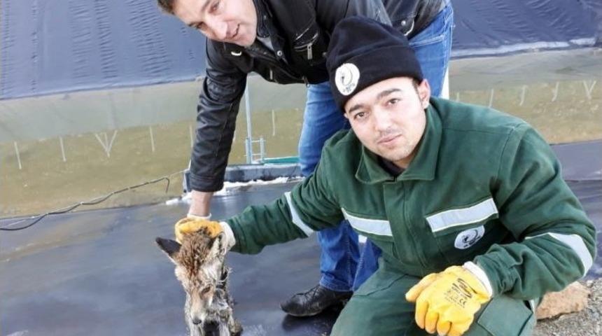 Donmak &Uuml;zere Olan Tilkiyi Zabıta Kurtardı