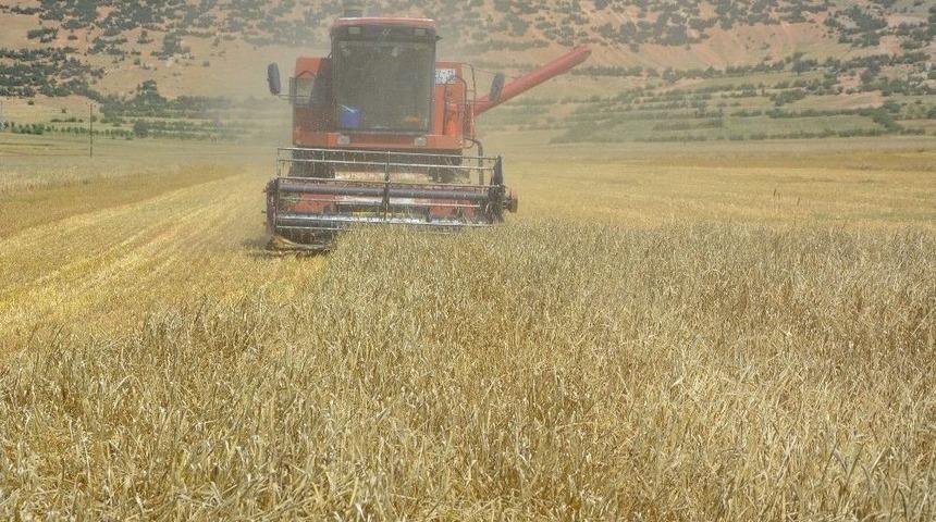 Yayla&rsquo;da Hasat D&ouml;nemi Başladı