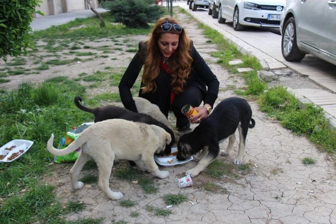 Okul M&uuml;diresi Her G&uuml;n Sokak Hayvanlarını Besliyor