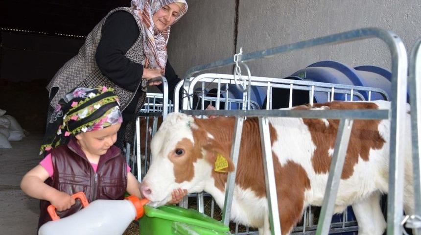 Minik Meryem’in Hayvan Sevgisi İmrendiriyor