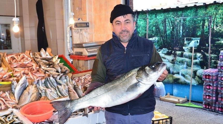 (&ouml;zel Haber) Dev Levrek Kuzu Fiyatına Satıldı