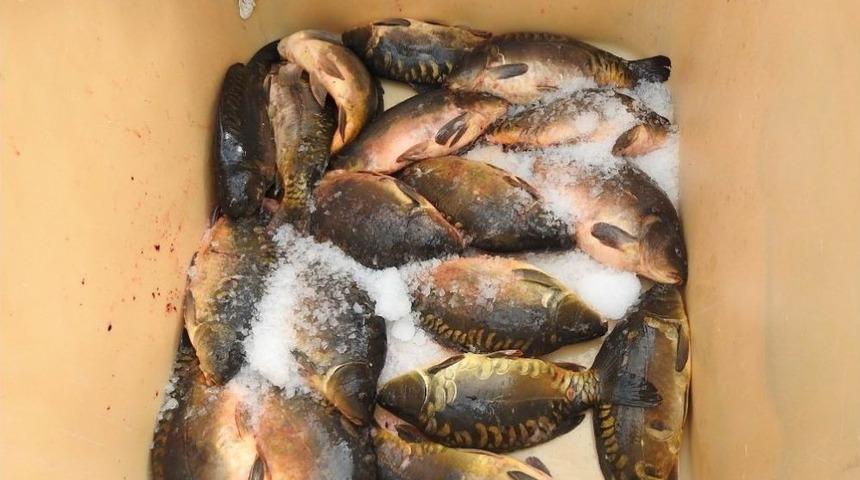 Salihli&rsquo;den Slovakya&rsquo;ya Aynalı Sazan İhracatı