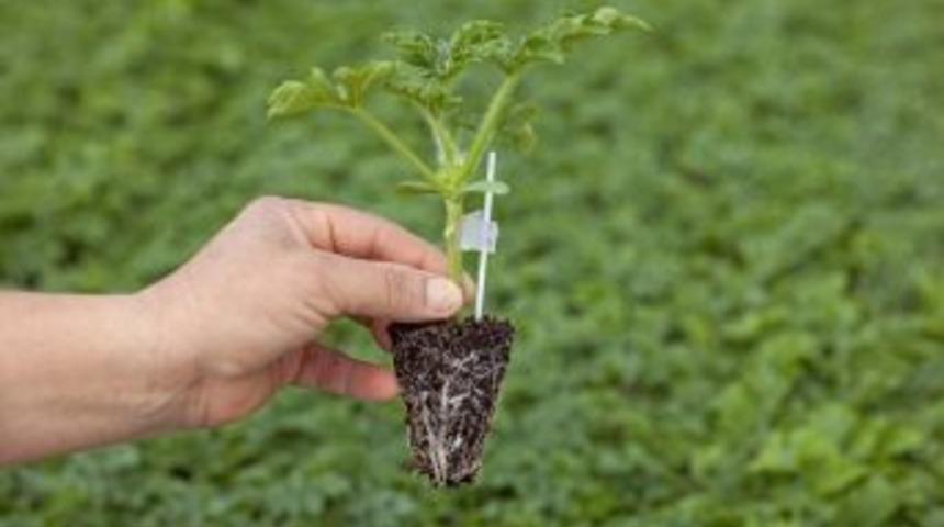 Ordu&rsquo;da 15 Yılda 17 Milyon Fidan Dikildi