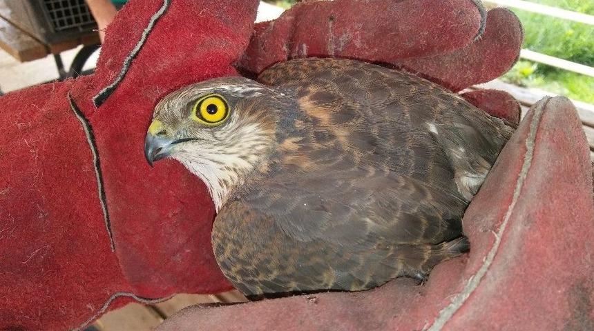 Yaralı Yavru Atmacaya Ambulansla M&uuml;dahale