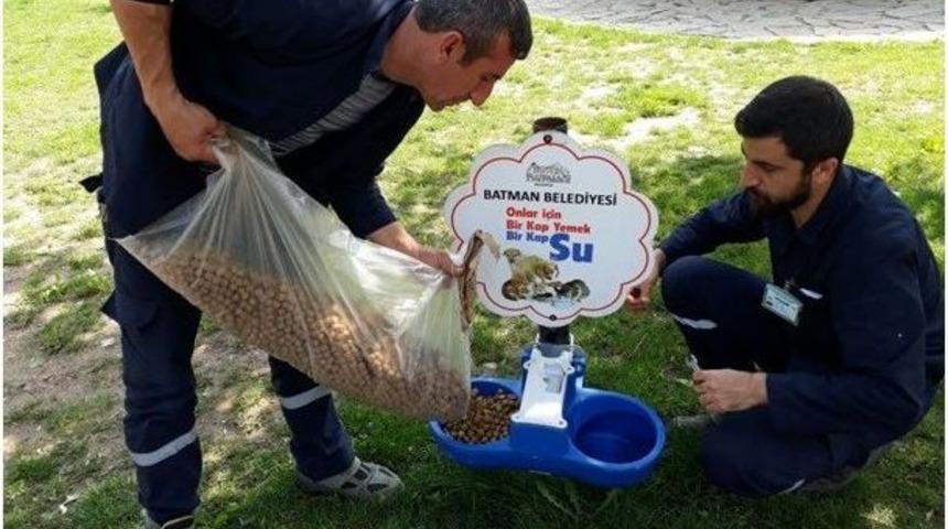 Batman&rsquo;da Sokak Hayvanlarına Gıda Takviyesi
