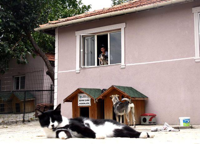 Ölen annesinin evde beslediği sokak hayvanlarının bakımını üstlendi