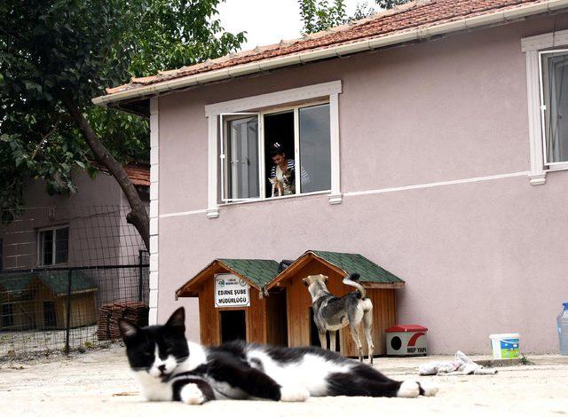 Ölen annesinin evde beslediği sokak hayvanlarının bakımını üstlendi