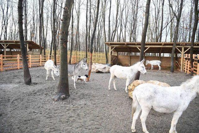 Kartepe’de Yabani Hayat İçerişinde Yürüyüş Keyfi