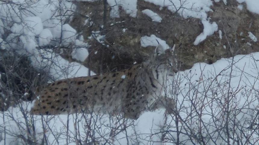 Sivas&rsquo;ta Vaşak G&ouml;r&uuml;nt&uuml;lendi
