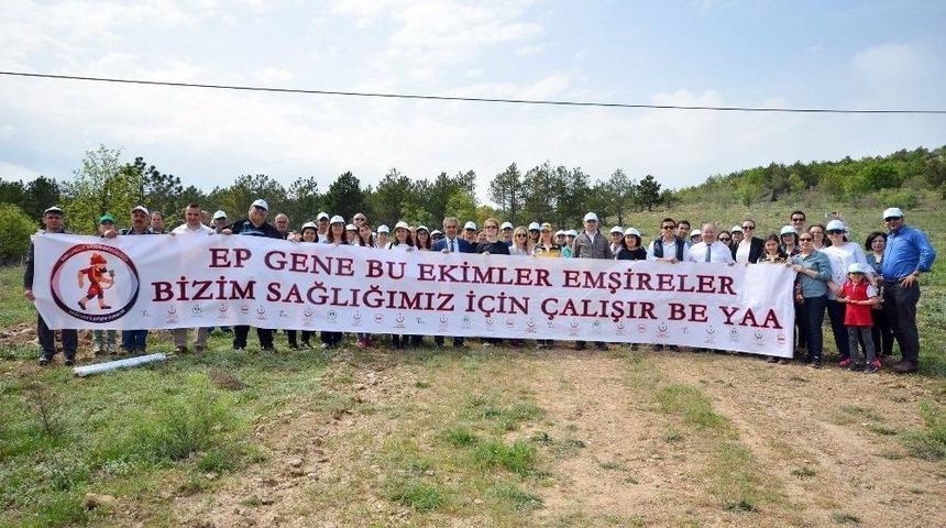 Sağlık Hatıra Ormanı’na 400 Fidan Dikildi