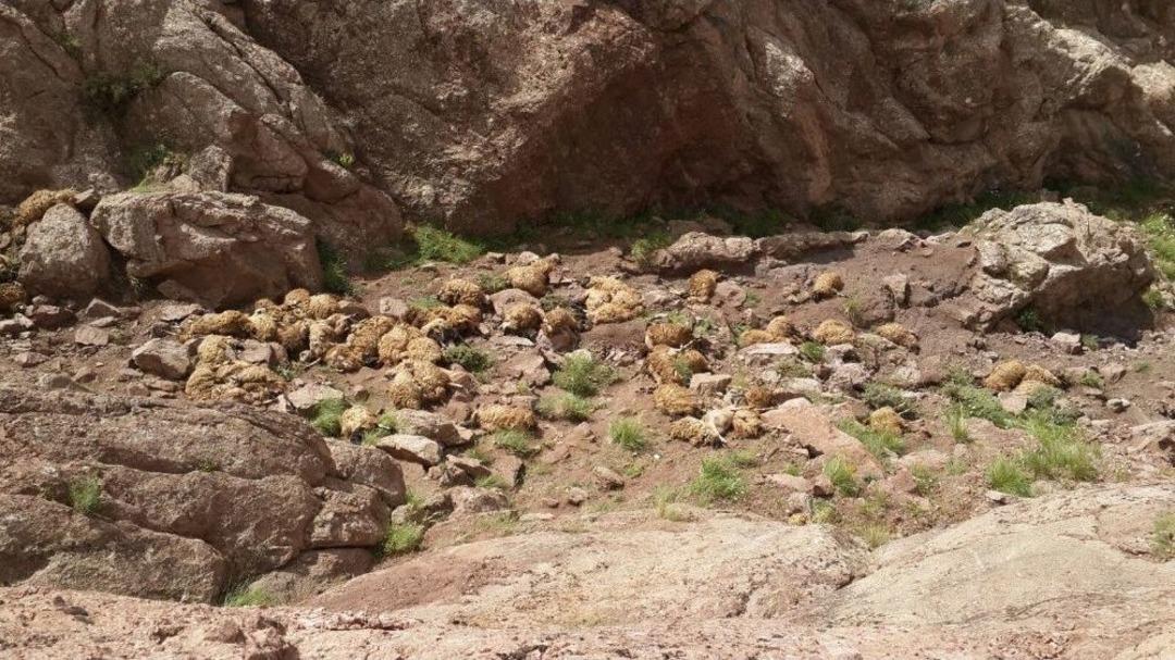 Van&rsquo;da Toplu Koyun İntiharı