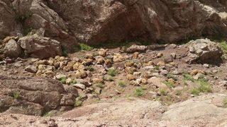 Van’da Toplu Koyun İntiharı