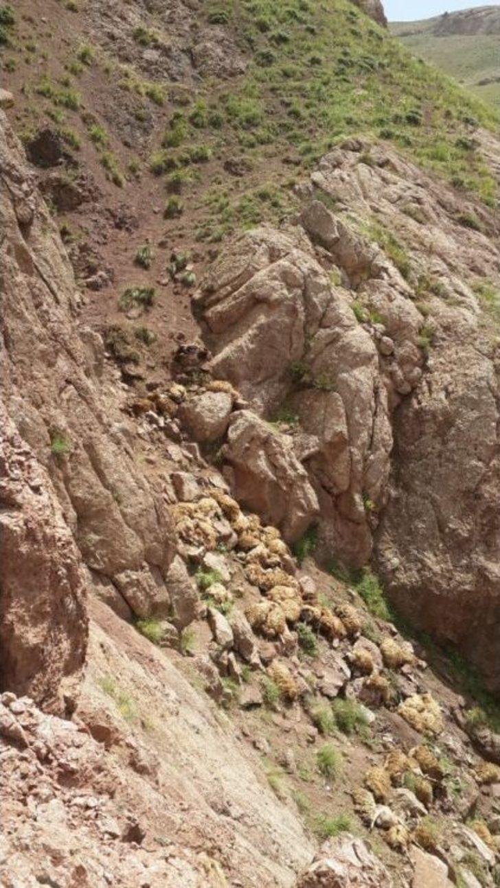 Van’da Toplu Koyun İntiharı G2